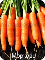 Морковь (лат. Daucus)